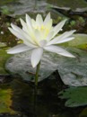 Lotus Blossom