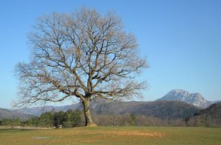 Oak, Rennes les Baines